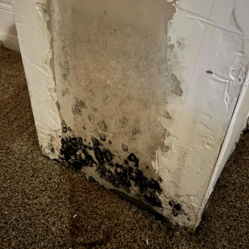 Professional Mold Removal in Alleghany County, NC